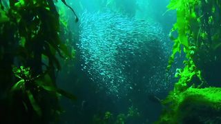 Beautiful nature vedio ????
