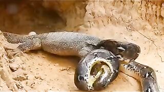 Lizard x python shorts video