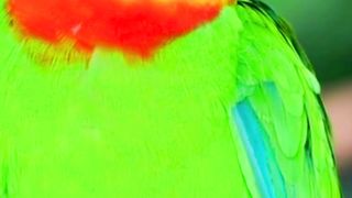 most beautiful parrot of the world