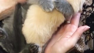 Cute Cat playing with puppy