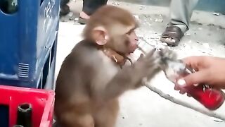 Monkey drinking sting