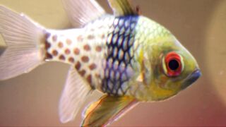 cute little fish in ocean