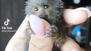 Finger Monkey/Pocket Monkey