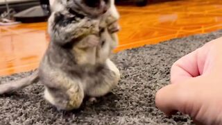 Cute and funny animals