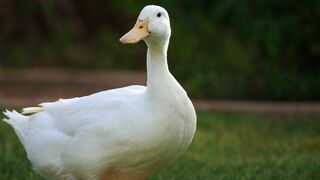 Duck ???? and cat ???? fight