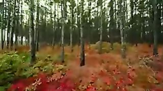 Forest beautiful