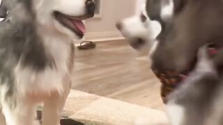 Part 2 of funny dog reactions to their Cuddle Clones