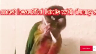beautiful birds with a playful act