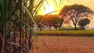 Most Beautiful View | village life in india |#villagelife | #shorts