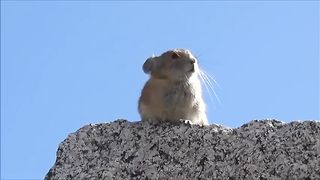 funni video