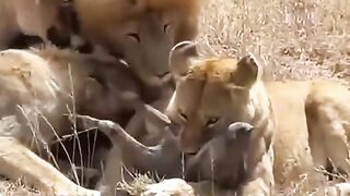 Animal planet