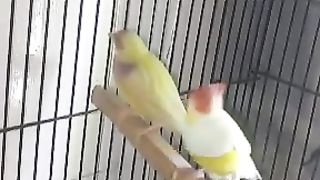 Gouldian lover