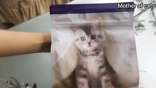 Appetite kitten food | using first time