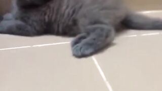Cute little cat moeza