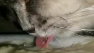 Alex eating homemade wet food