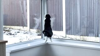 Cat In Hyper Mode_HD
