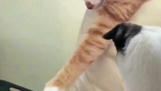funny cat and dog