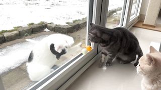Neighbour's Cat Entertains My Cats_HD