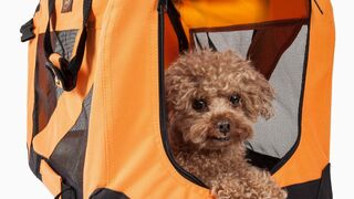 Now Don't leave your pet Alone.,Pet carrier Beg