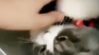 Casper playing with his favorite toy