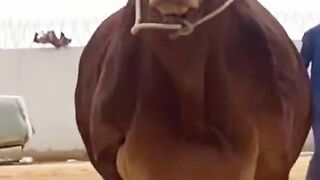 Gaint Bull..