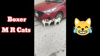 Boxer MR Cats ????????????????????????????????????