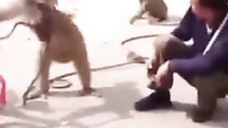 Men vs monkey fight
