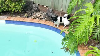 New Funny Videos 2023 ???? Cutest Cats and Dogs ???????? Part 1
