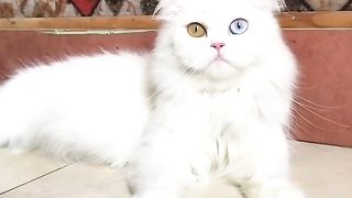 cute white cat