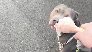 Moscow is a broken dog ????