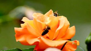 Relaxing Music Natur video   Meditation Relax Music