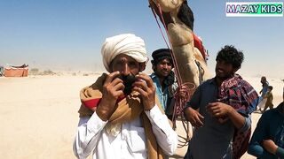 The Beautiful music with camels || اونٹوں کے ساتھ خوبصورت موسیقی ||