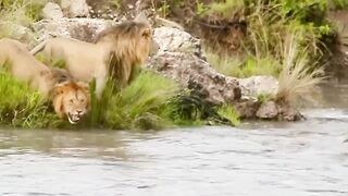 Wildlife