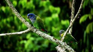 Amazing_Love_Bird_Parrot_Video___Parrot_Birds_lovely