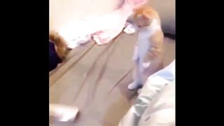 Funny Dogs And Cats of TikTok ???? Pet videos ????