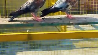 Daba waly baby pigeon