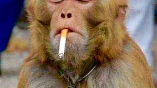 #Monkeysmoking#funnyvideo