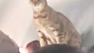 Travelling with cats is always full of surprises ✈️????