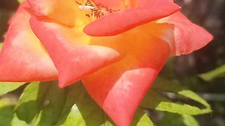 Organic rose flower