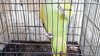 "Amazing Talking Parrot: Watch and be Amazed"