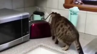 Crazy cats