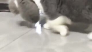 A mother cat ???? look after for baby cat