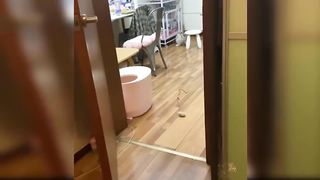 Funny and Cute Cats