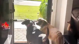 Carazy dogs
