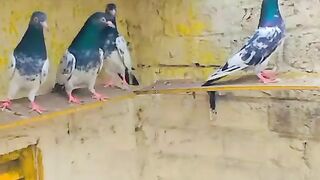 pigeons are everywhere, but why don't we see pigeons?  Comments saith waly teddy