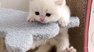 CUTE CAT