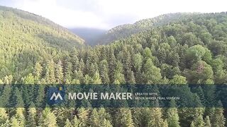 Nature Sound, Birds & Water in Forest