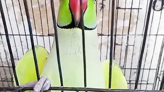 amazing parrot whistling part 2