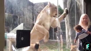 Kids funny videos in zoo - ULTIMATE Epic Kids Fail Compilation
