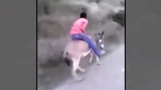 Funny Animals video